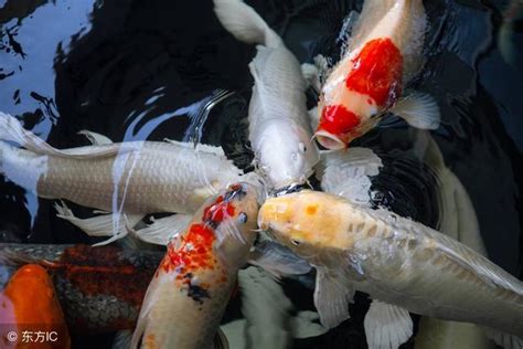 夢到大魚在游|夢見魚/夢到魚